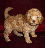labradoodle