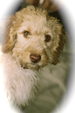 Labradoodle eyes