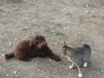 Labradoodle and cat