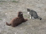 Labradoodle and cat