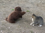 Labradoodle and cat