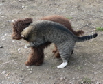 Labradoodle and cat