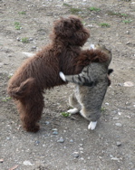 Labradoodle and cat