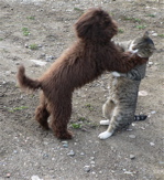 Labradoodle and cat