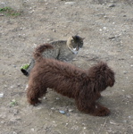 Labradoodle and cat