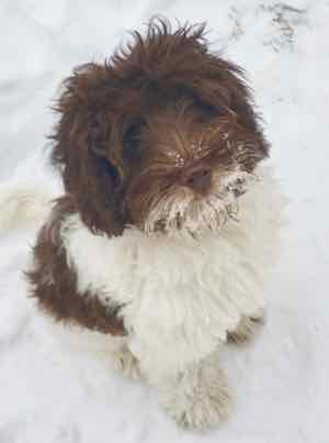 white and brown labradoodle