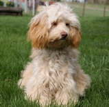 curly Labradoodle