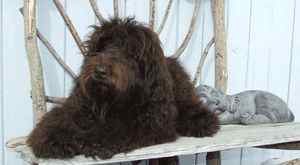 chocolate labradoodle stud