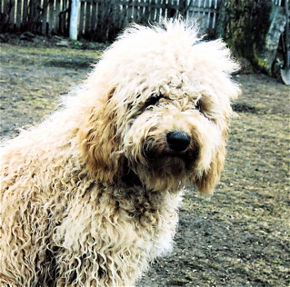 curly Labradoodle