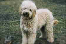 Puppy picture in logo