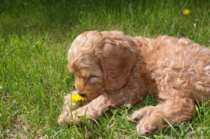 Labradoodle