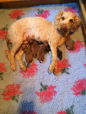 labradoodle cream mum