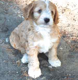 7 week old labradoodle puppy