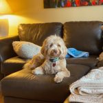 labradoodle breeding mother