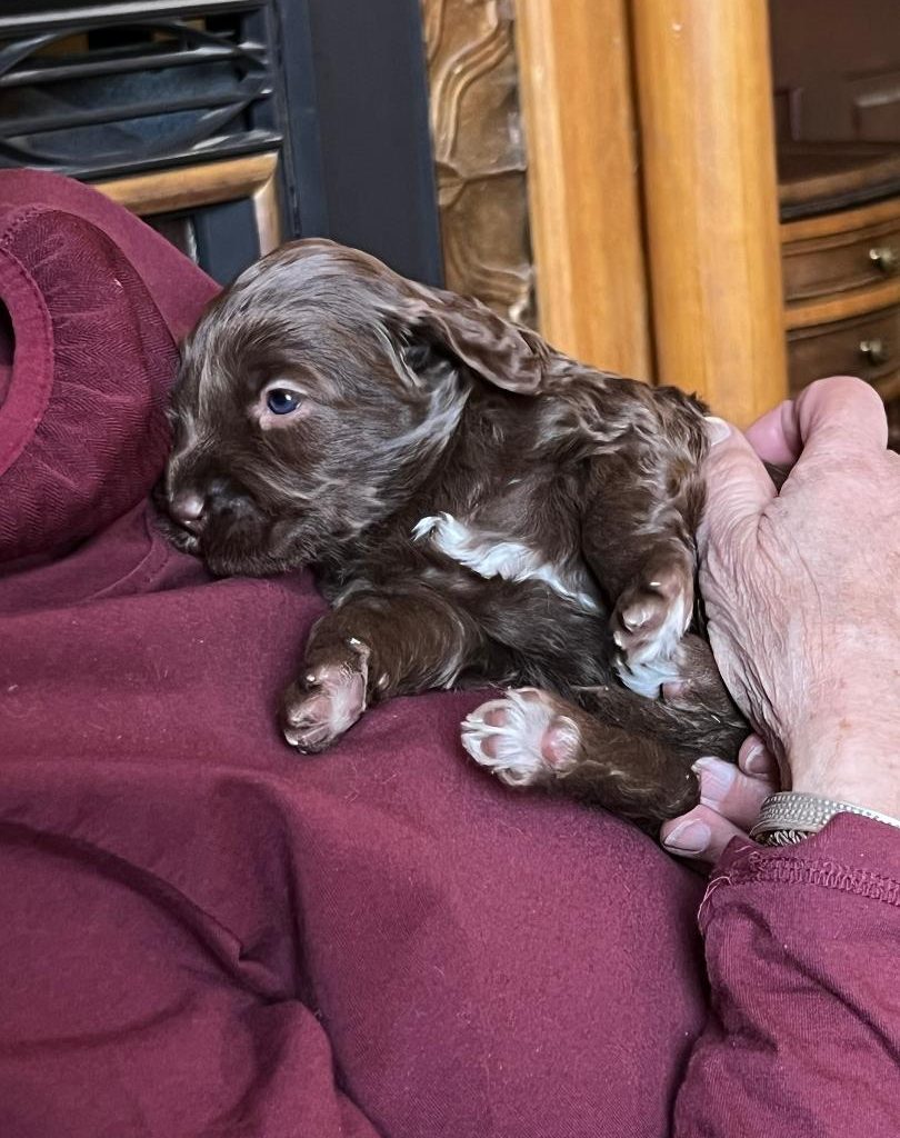 chocolate three week-old labradoodle puppy