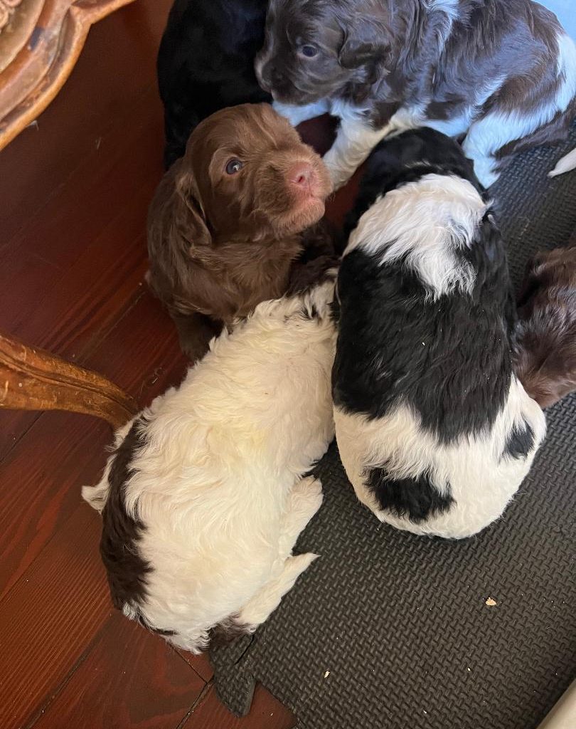 group of 3 week old labradoodle puppies