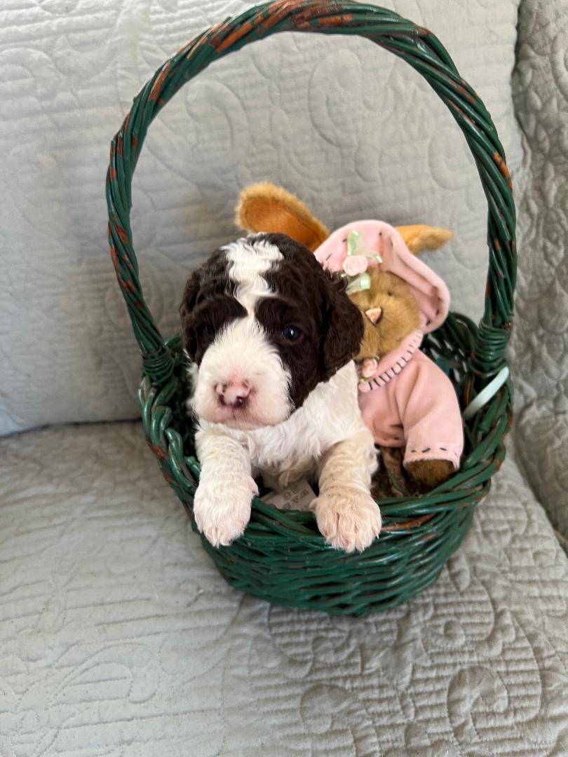 Labradoodle puppy in Easter basket